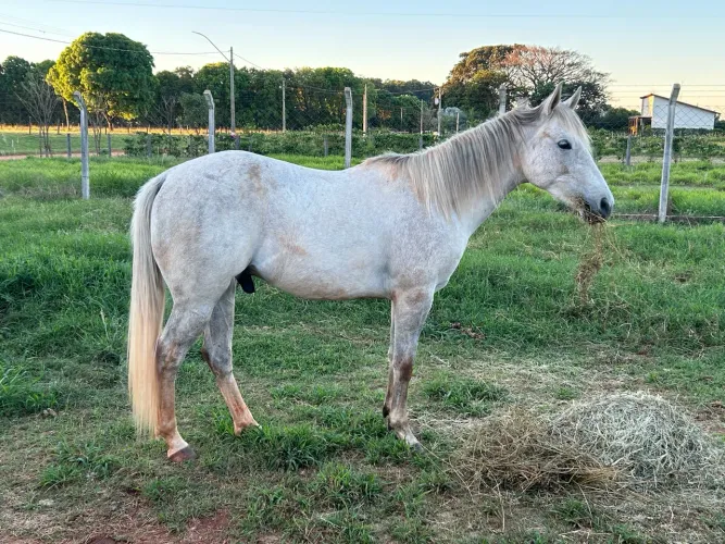 Potro/cavalo