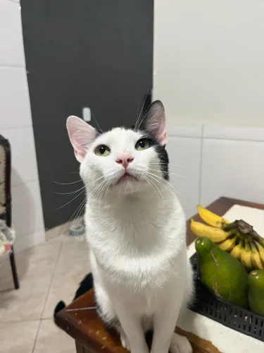 Estou doando um gatinho macho branco 