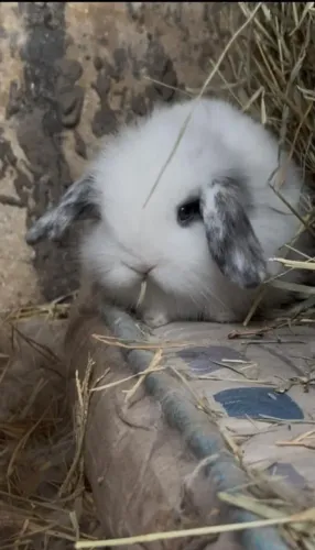 Coelho mini lop