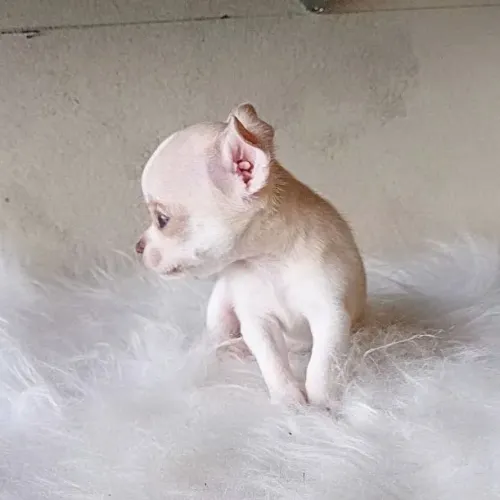 Filhote de chihuahua