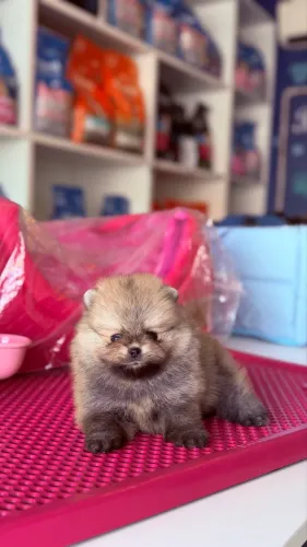 Filhote de Lulu da Pomerania
