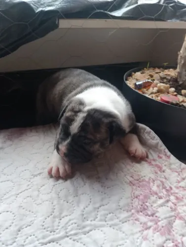 Filhote American Bully macho forte e super saudável