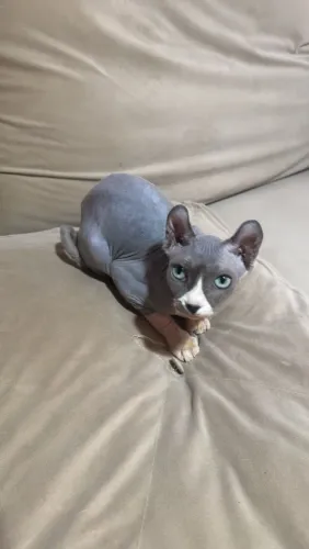 Sphynx elf