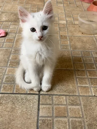 adote um gatinho 