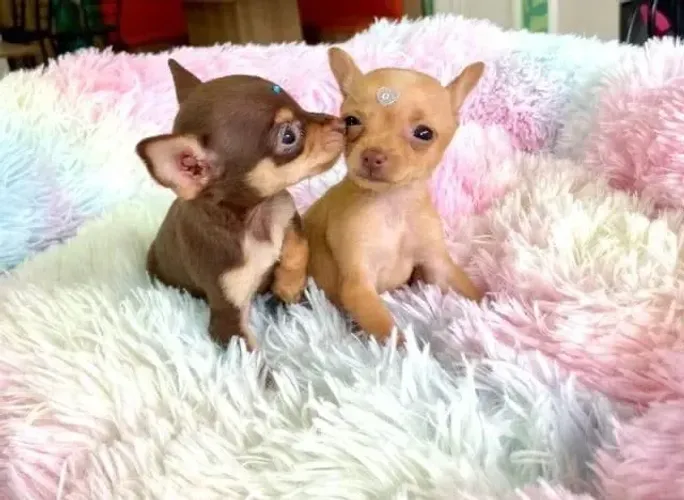 Lindos filhotes de pinscher 00