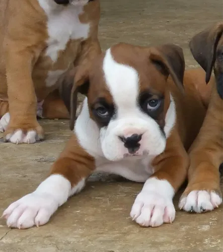 Filhotes De Boxer - Seu Novo Amigo Peludo Está Te Esperando Com O Rabinho Abanando 