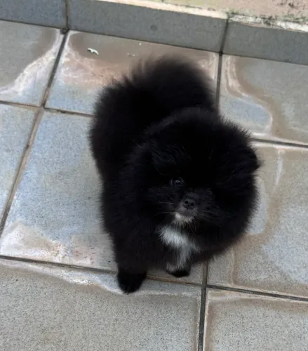 Spitz alemão 