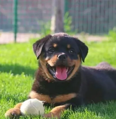 Rottweiler Um vínculo que permanece verdadeiro