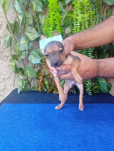 Pinscher Pequeno no tamanho, enorme na lealdade