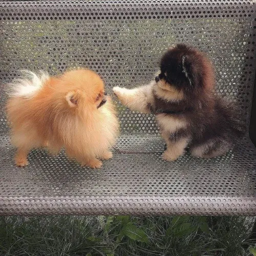 Filhote Spitz Alemão, Patinhas Pequenas, Amor Sem Medidas!