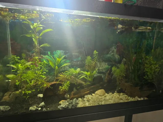 Aquário 200 Litros + Kit Completo Aquarismo 