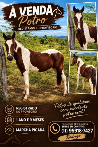 Potro