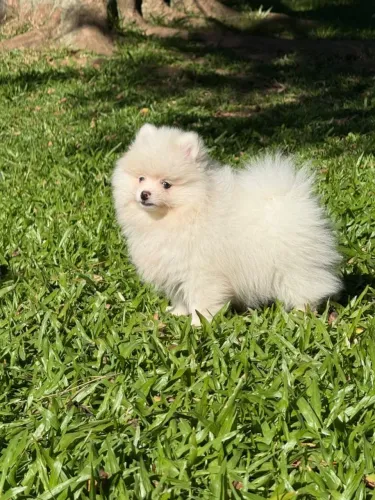 Filhote de spitz alemão