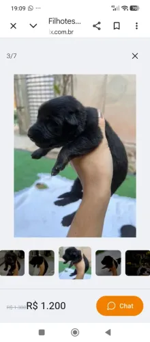 Vendo pastora alemã capa preta.