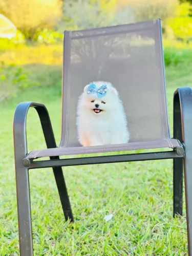 LULU DA POMERANIA- LINHAGEM RUSSA E COREANA!!