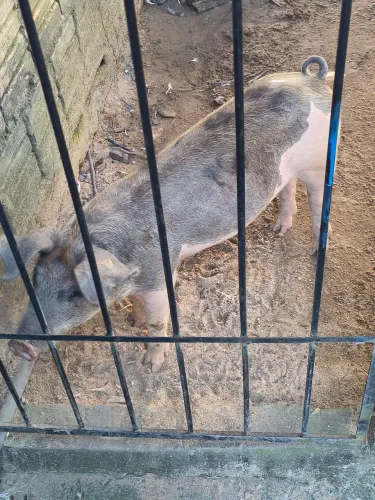 Porquinha leitoa