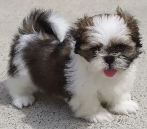 Filhotes de Shih Tzu | Patinhas que conquistam fácil