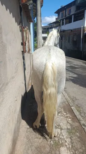 Cavalo mangalarga marchador