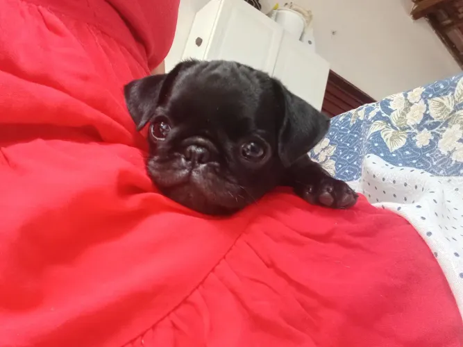 Vendo filhotes de pug com pedrigree