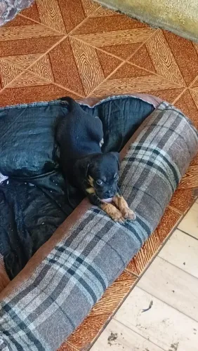 Doação de filhotes de cachorros