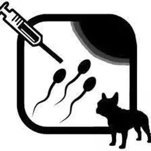 INSEMINAÇÃO ARTIFICIAL PARA CÃES DE TODAS AS RAÇAS