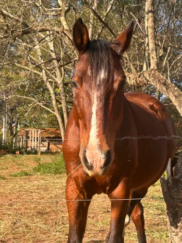 Cavalo raça Quarto de milha