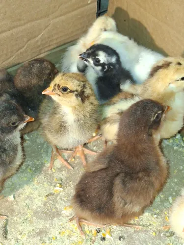 Pintinhos orpignton
