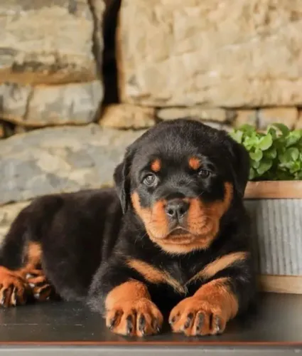 Rottweiler legítimos e com contrato com garantias