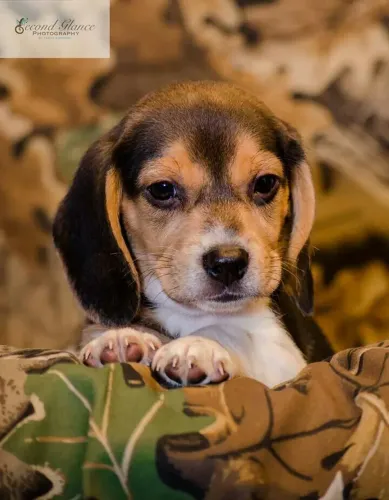 Maravilhosa filhote de beagle femea