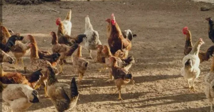 Vendo galinha caipira!!
