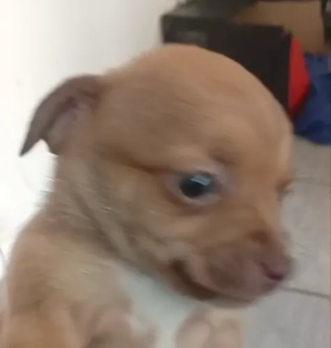Chihuahua 