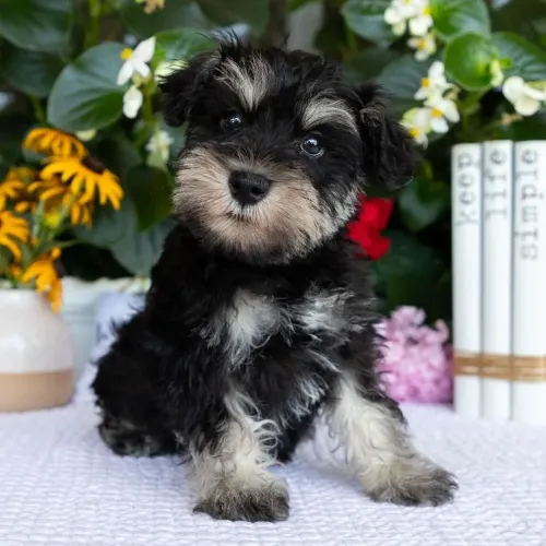 Schnauzer Miniatura:Um coração cheio de amor
