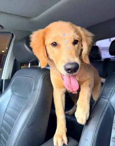 Golden Retriever fêmea com pedigree 