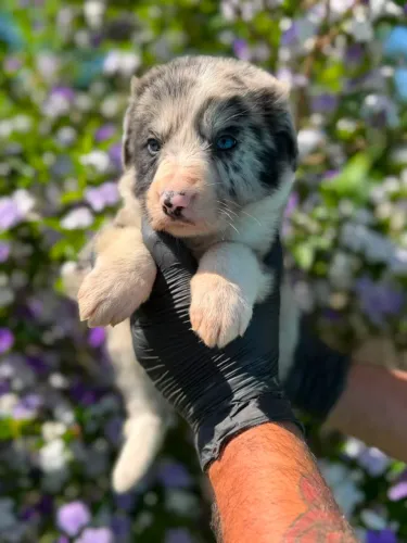 Border Collie | Seu pet alegre e carinhoso
