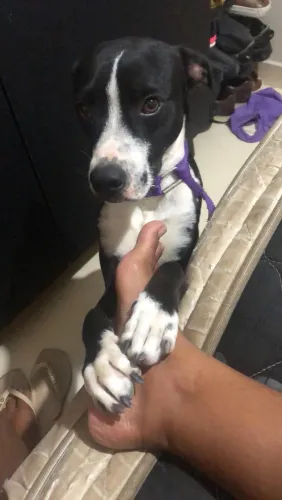 Doação de cachorro 