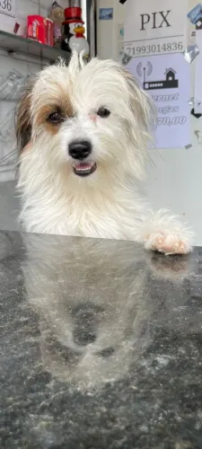Lhasa apso 