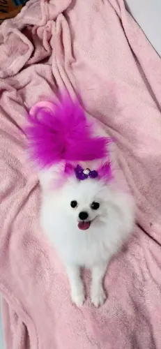 Namorado Lulu