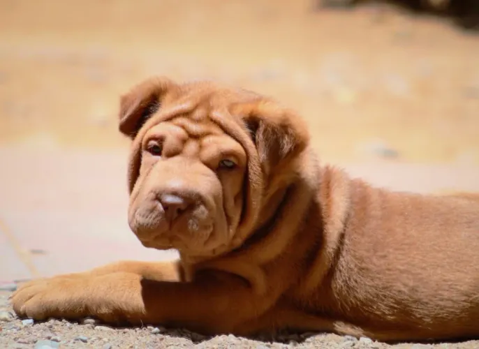 Cachorra shar-pei filhote 