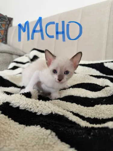 Gato para adocao responsável 