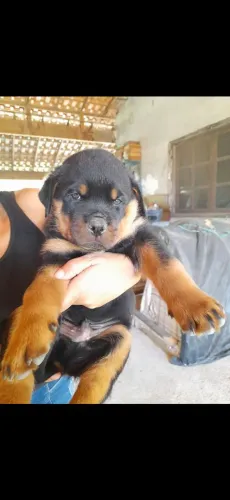 Três filhotes de rottweiler macho