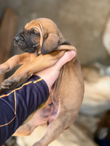 Filhote fila brasileiro