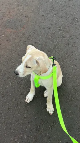 doação de cachorros 