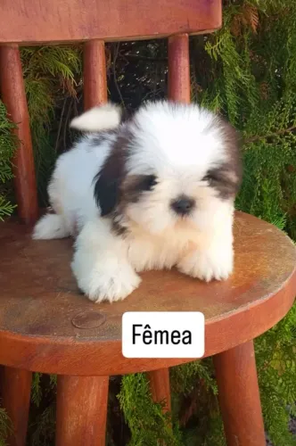 Shihtzu filhotes!