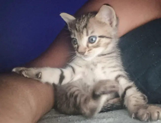 Doação de um gatinho macho.