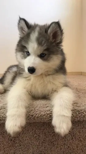 Filhotes de Husky Siberiano boa muralha !