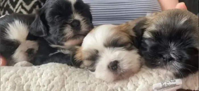 LINDOS FILHOTES DE LHASA APSO MACHINHOS A PRONTA ENTREGA 