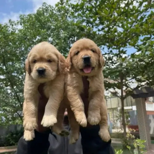 Filhotes de Golden Retriever | Filhotes com amor no olhar.