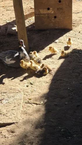 Patinhos fiohotes 
