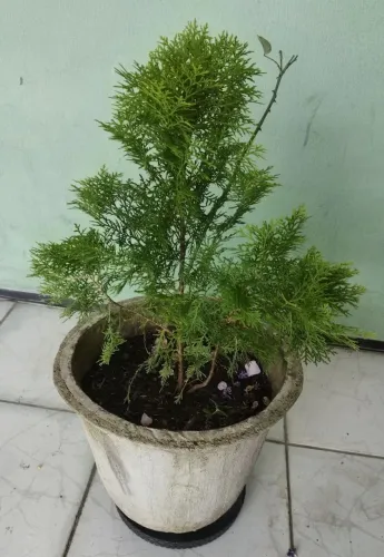 Planta Tulia para decorar seu Ambiente