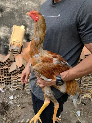 Frango Índio Gigante